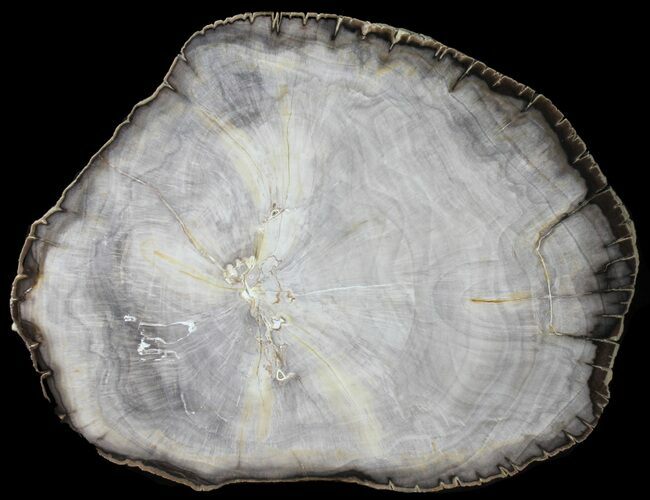 Dicot Petrified Wood Round - Chambliss Ranch, Texas #39019